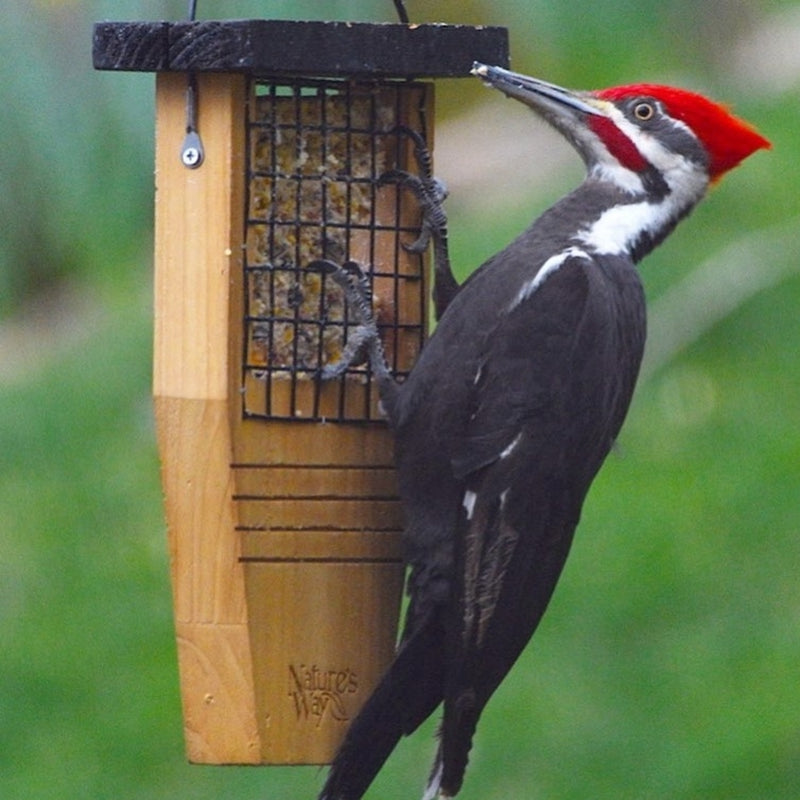 Load image into Gallery viewer, Pileated woodpecker visiting Nature&#39;s Way Tail-prop Suet Bird Feeder
