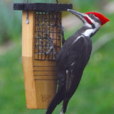 Pileated woodpecker visiting Nature's Way Tail-prop Suet Bird Feeder