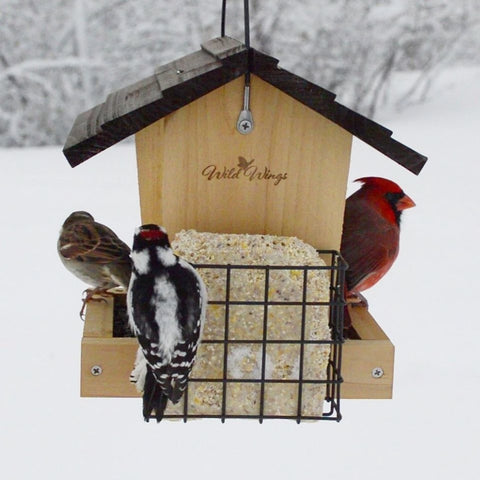 Multiple winter weather birds feeding from Nature's Way 3 QT Hopper cedar bird Feeder with two Suet Cages