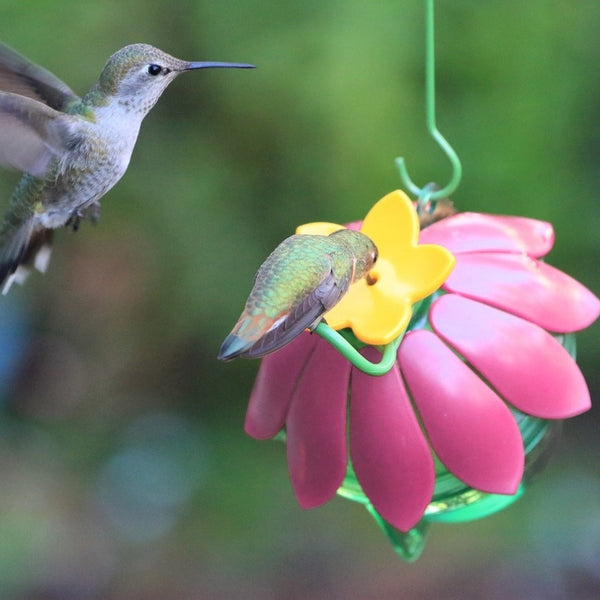 Hummingbird feeding from Nature's Way So Real Single Flower Hummingbird Feeder - Pink
