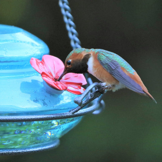 close up of hummingbird feeding from Nature's Way hand blown glass garden hummingbird feeder
