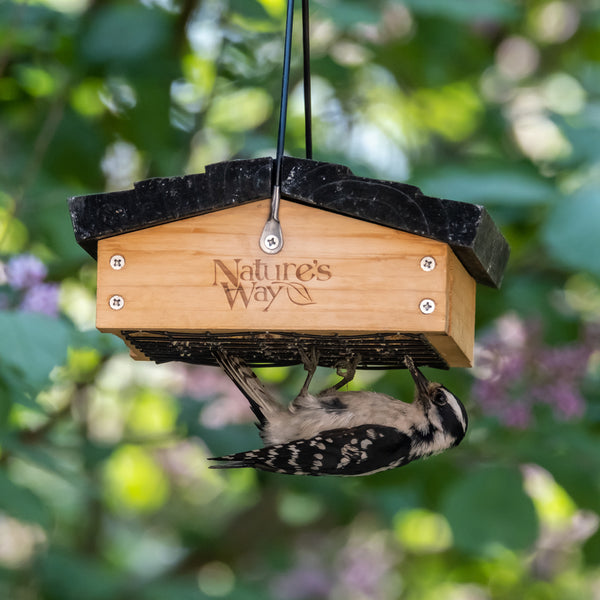 woodpecker feeding from nature's way upside down suet feeder