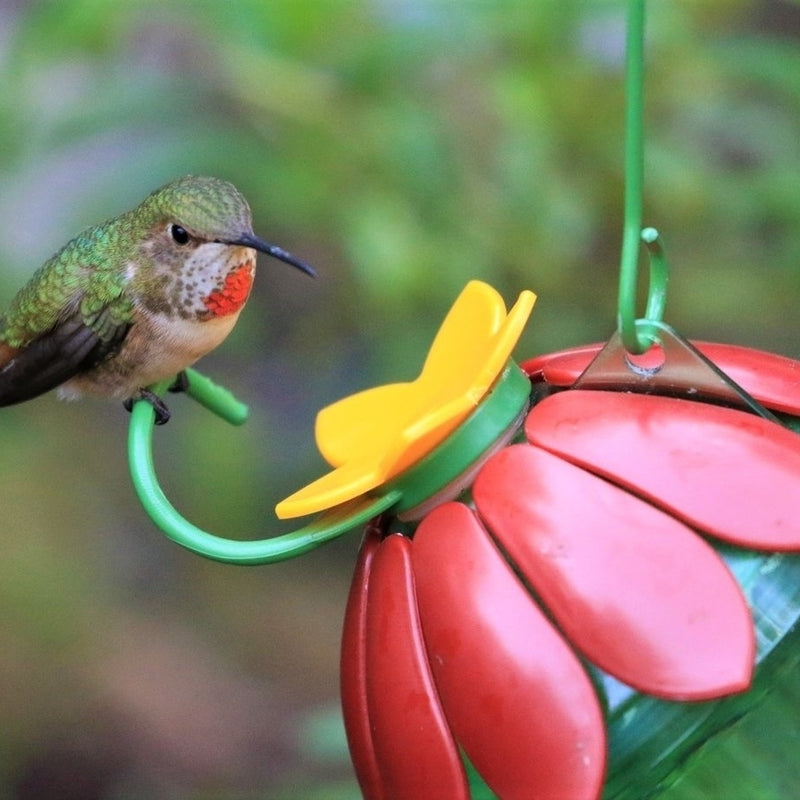Load image into Gallery viewer, hummingbird feeding from the Wild Wings So Real Single Flower Hummingbird Feeder 2-Pack - Red/Yellow
