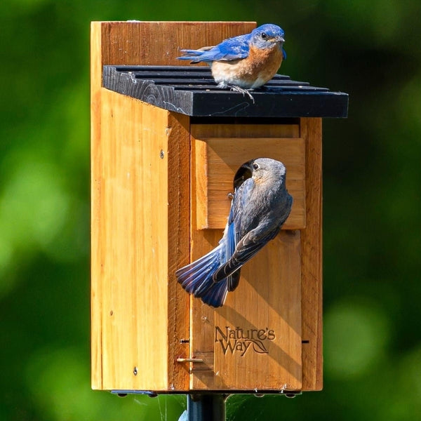 two bluebirds using the Nature's Way Bluebird Box House