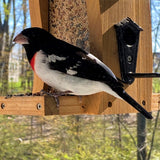 Grosbeak visiting the Nature's Way Vertical Wave cedar bird Feeder